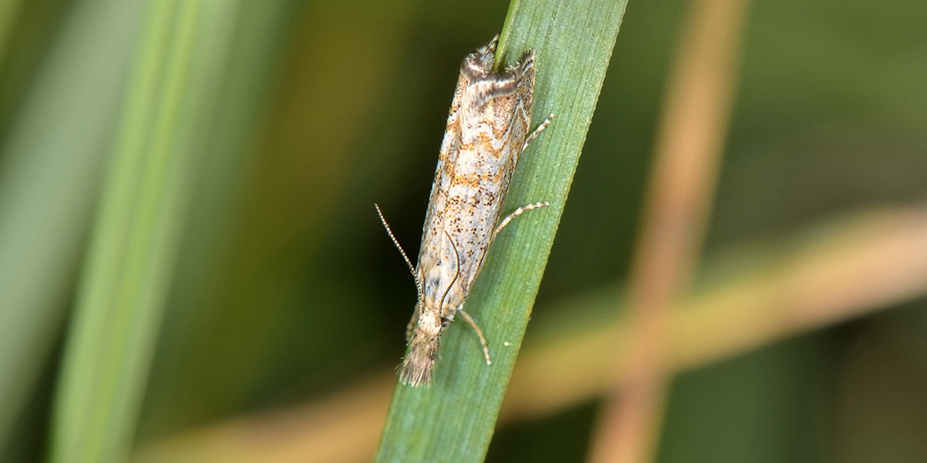 Crambidae? S:  Platytes cerussella
